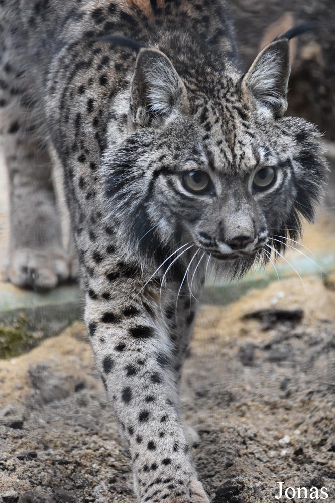 Lynx pardinus