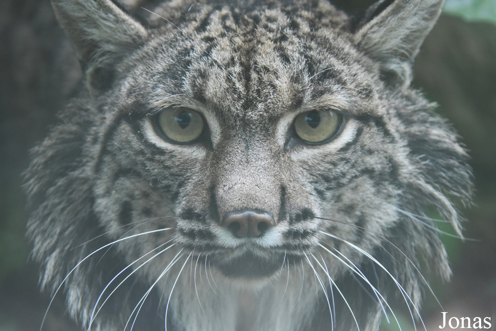 Lynx pardinus
