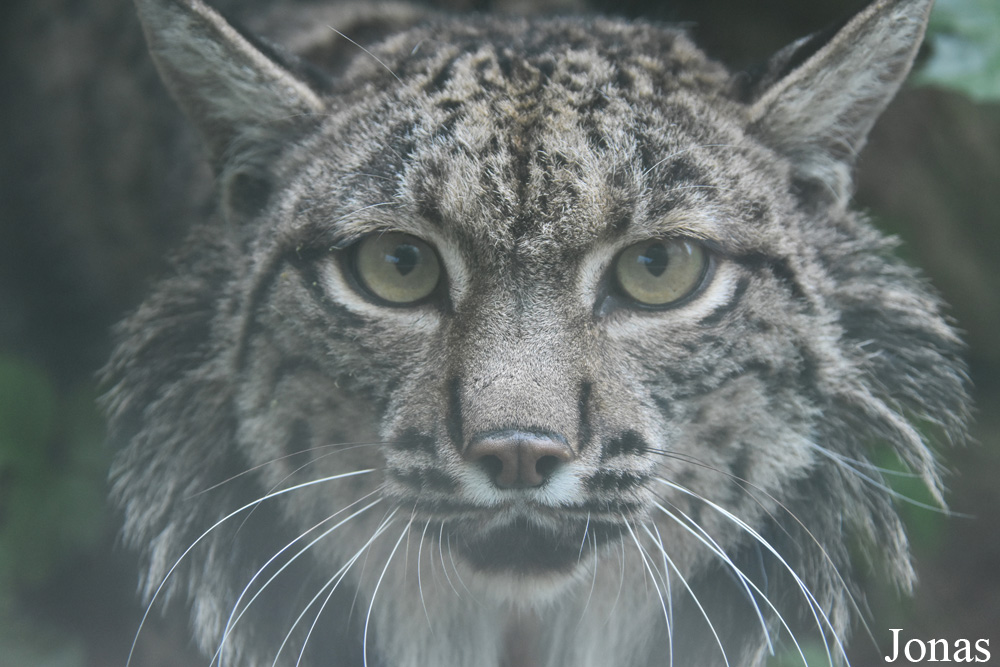 Lynx pardinus