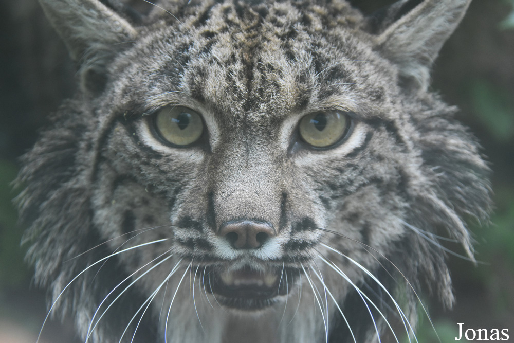 Lynx pardinus