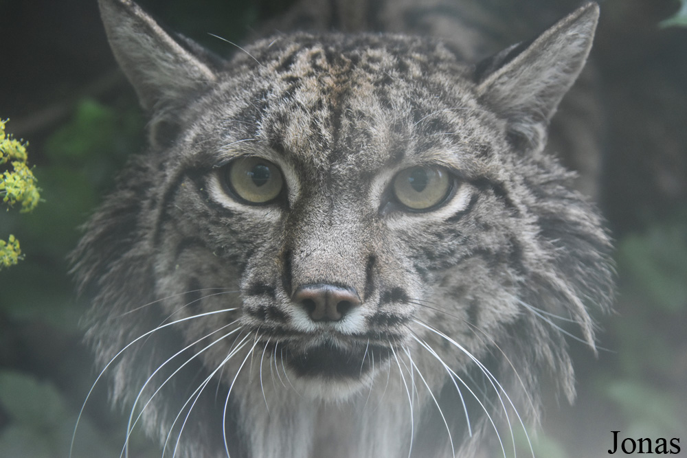 Lynx pardinus