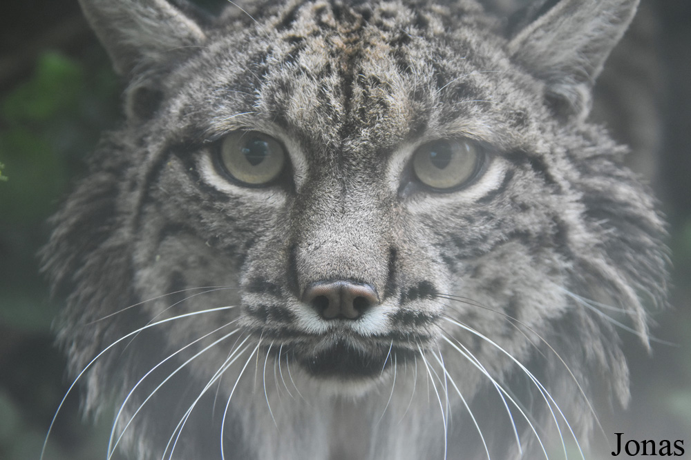 Lynx pardinus
