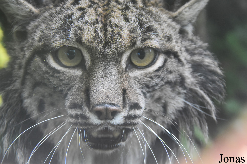 Lynx pardinus