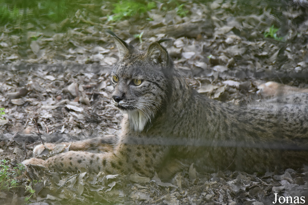 Lynx pardinus