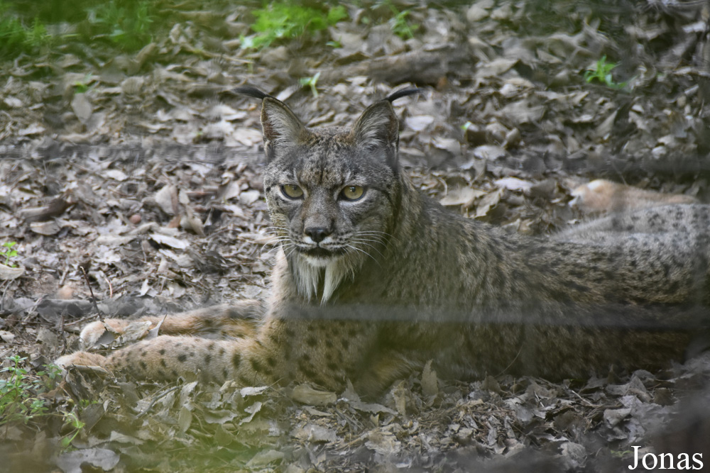 Lynx pardinus