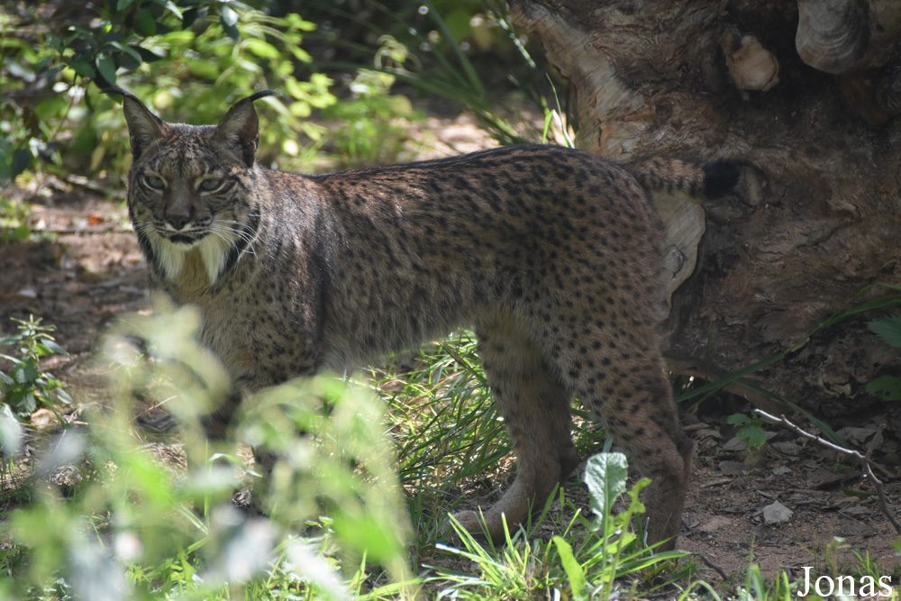 Lynx pardinus