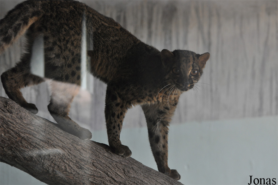 Pardofelis marmorata