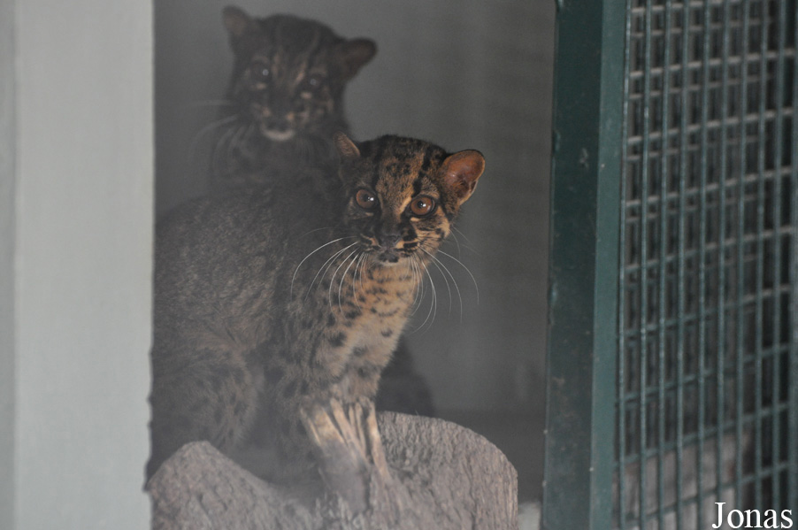 Pardofelis marmorata