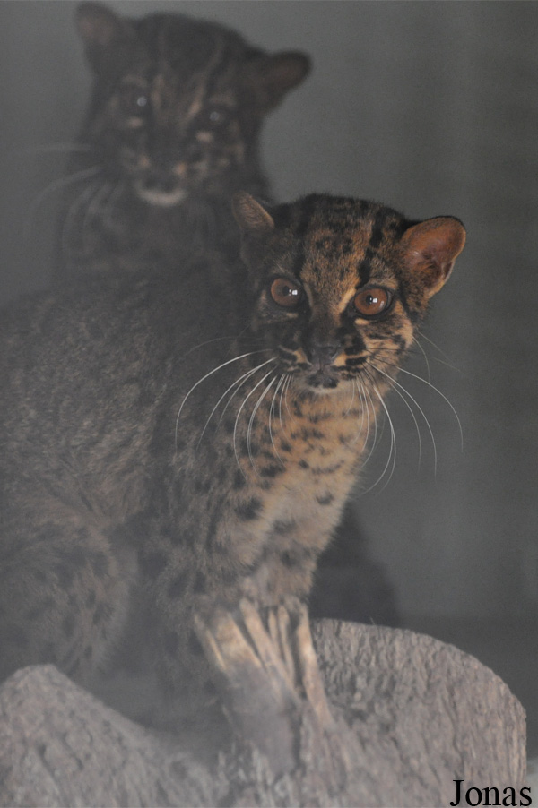 Pardofelis marmorata