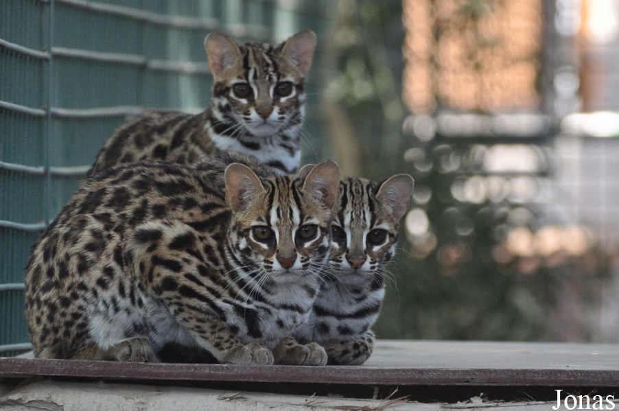 Prionailurus bengalensis bengalensis