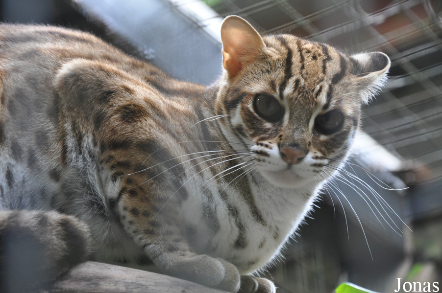 Prionailurus bengalensis bengalensis