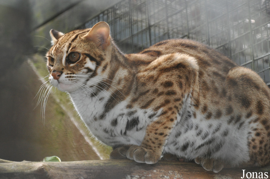Prionailurus bengalensis bengalensis