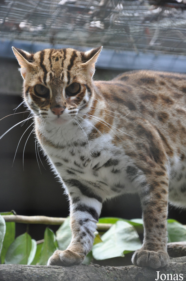 Prionailurus bengalensis bengalensis