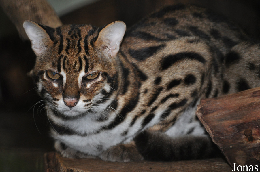 Prionailurus bengalensis bengalensis