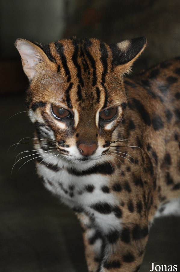 Prionailurus bengalensis bengalensis