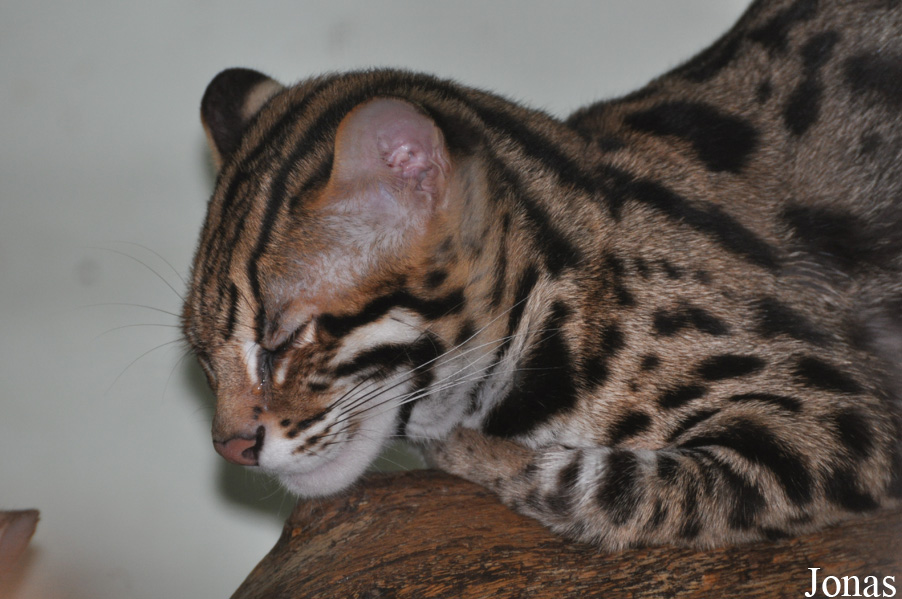 Prionailurus bengalensis bengalensis