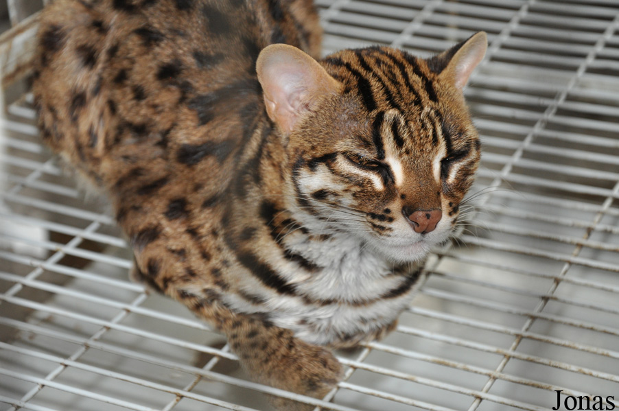 Prionailurus bengalensis bengalensis