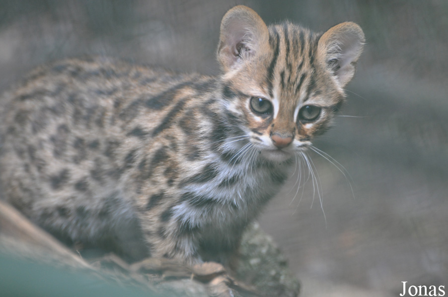 Prionailurus bengalensis bengalensis
