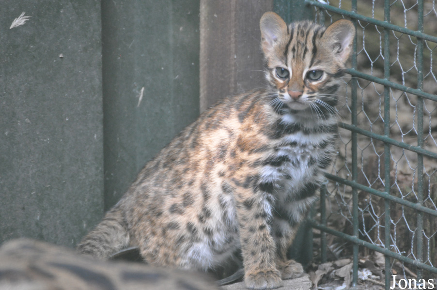 Prionailurus bengalensis bengalensis