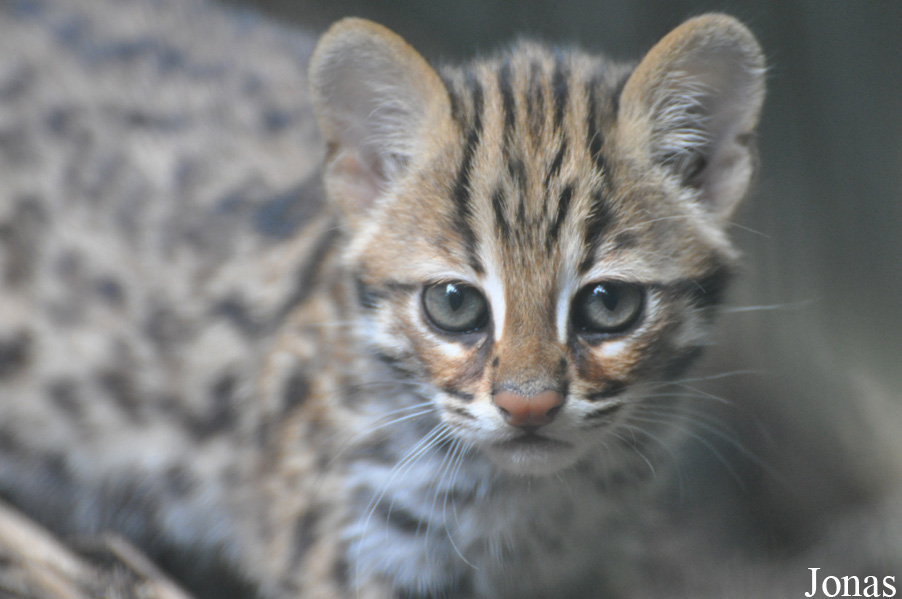 Prionailurus bengalensis bengalensis