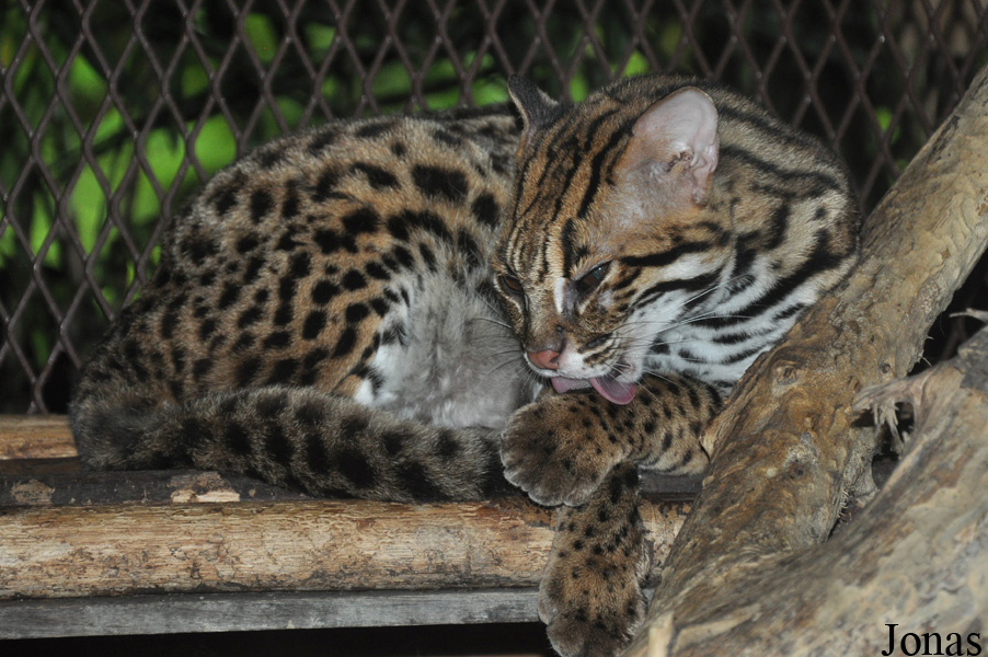 Prionailurus bengalensis bengalensis