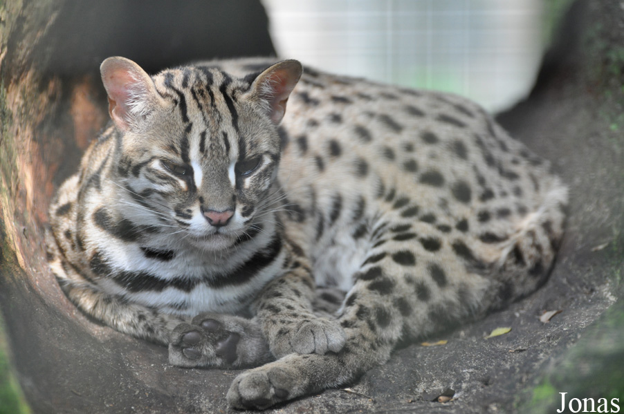 Prionailurus bengalensis bengalensis