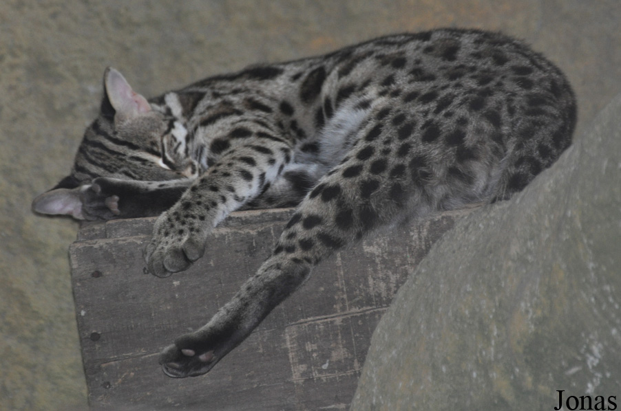 Prionailurus bengalensis bengalensis
