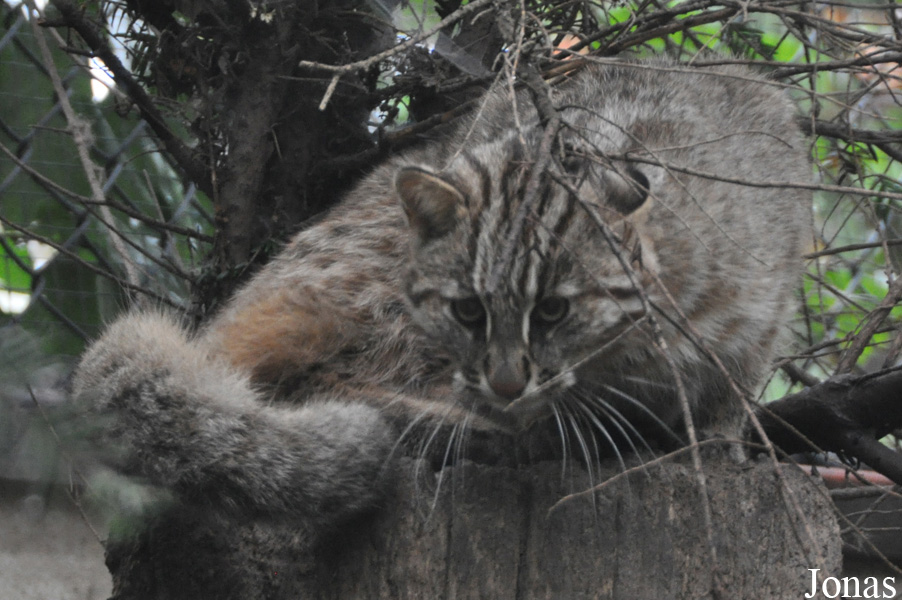 Prionailurus bengalensis euptilurus