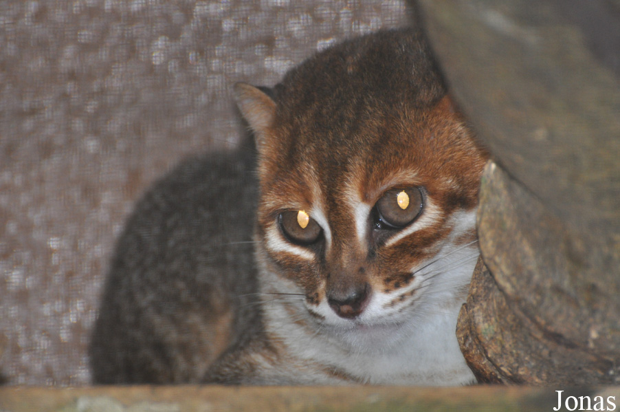 Prionailurus planiceps