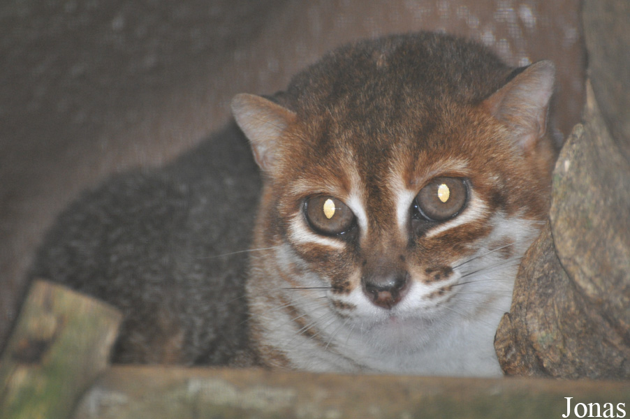 Prionailurus planiceps