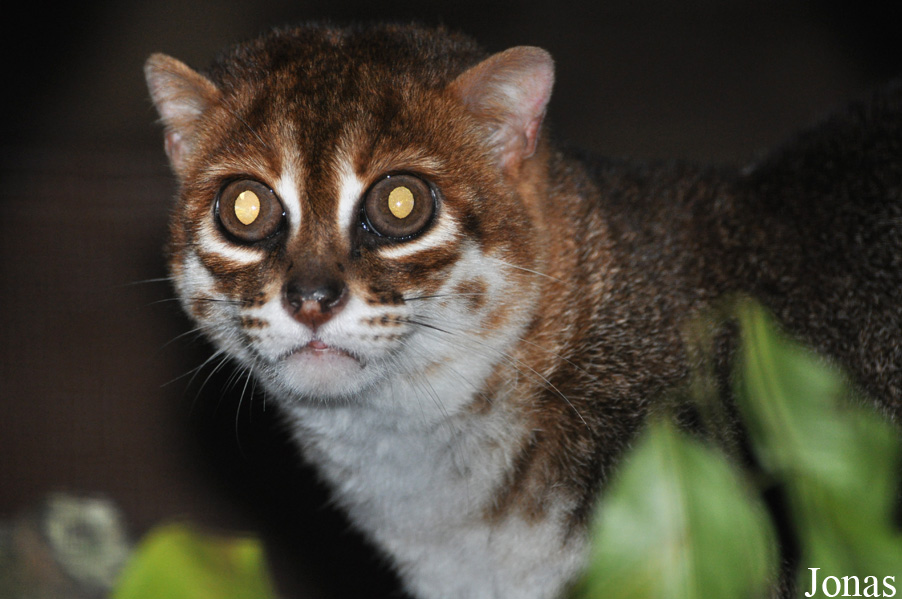 Prionailurus planiceps