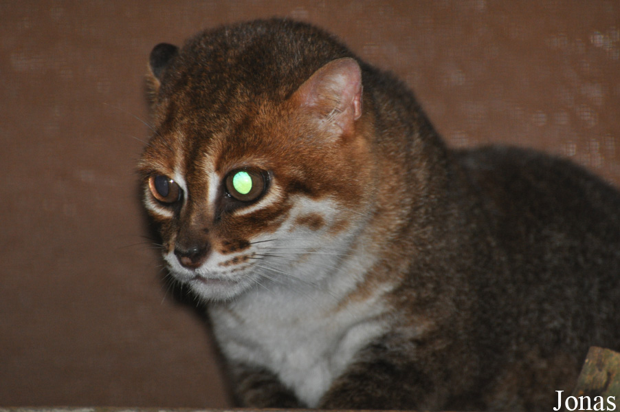 Prionailurus planiceps