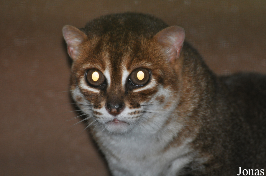 Prionailurus planiceps