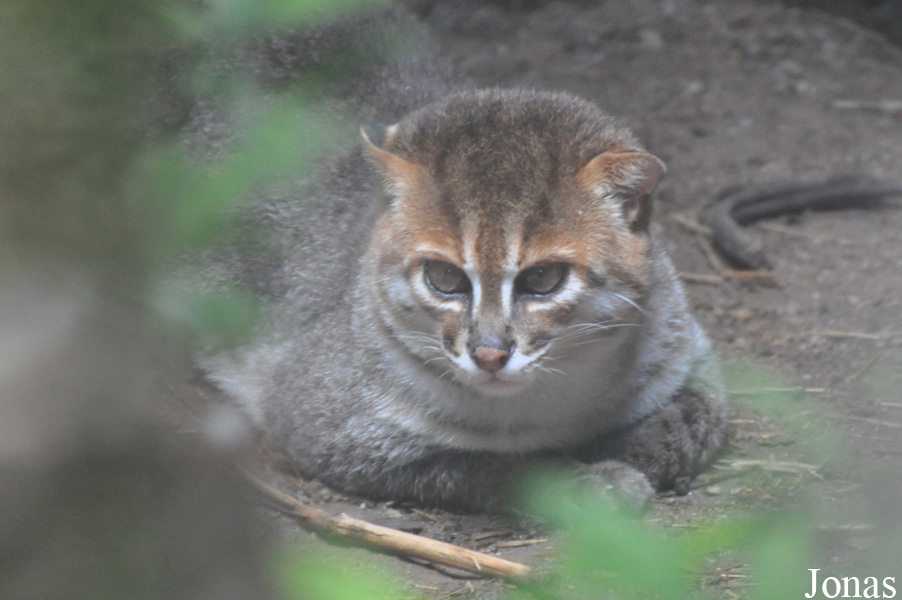 Prionailurus planiceps