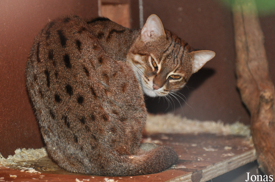 Prionailurus rubiginosus phillipsi