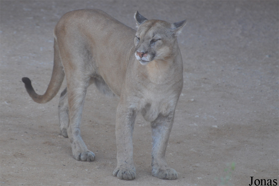 Puma concolor