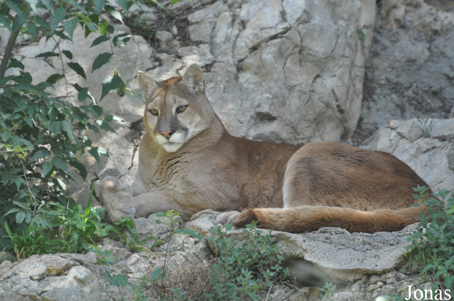 Puma concolor
