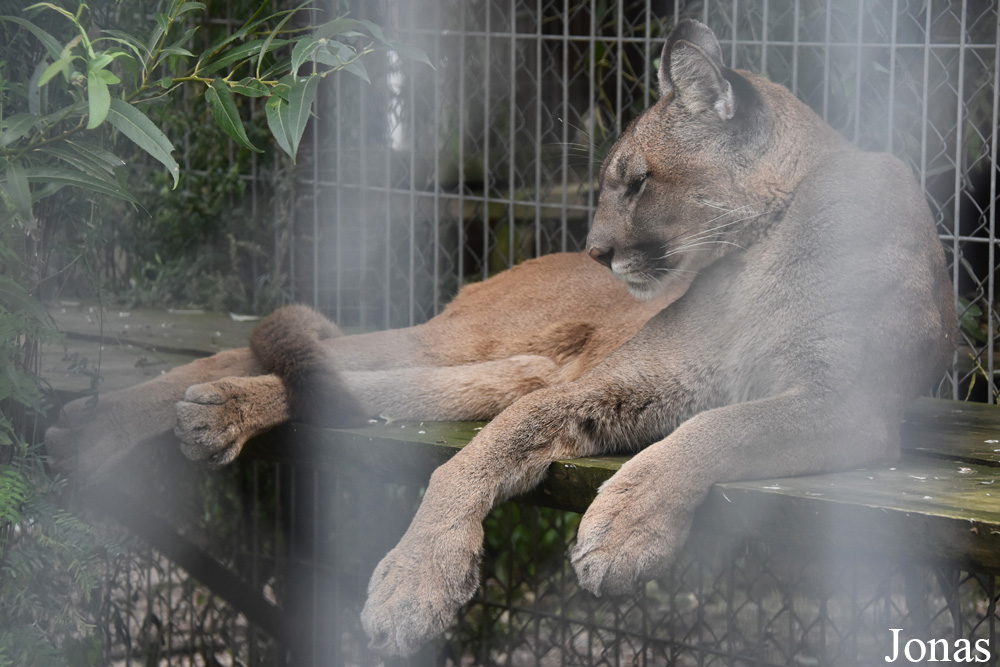 Puma concolor