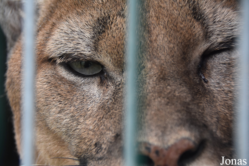 Puma concolor