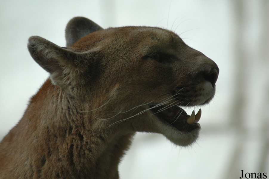 Puma concolor