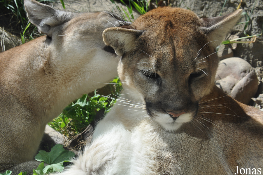 Puma concolor californica
