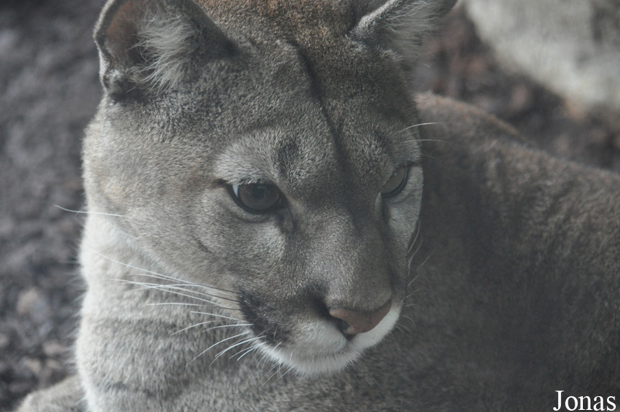 Puma concolor puma