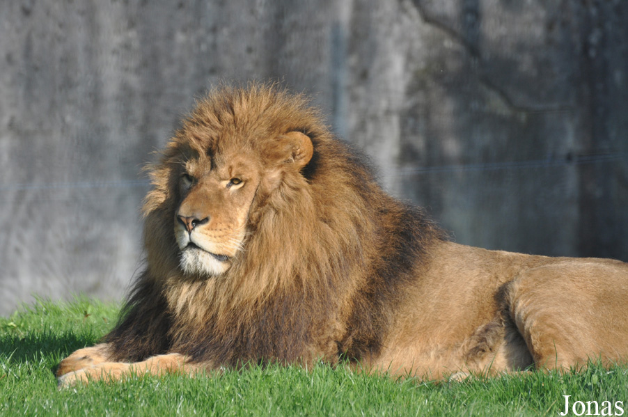 Panthera leo