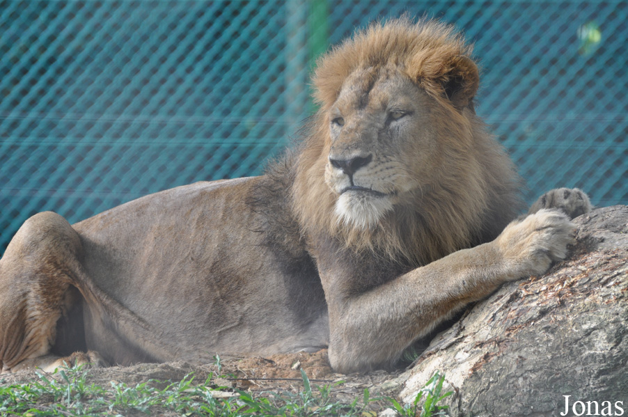 Panthera leo