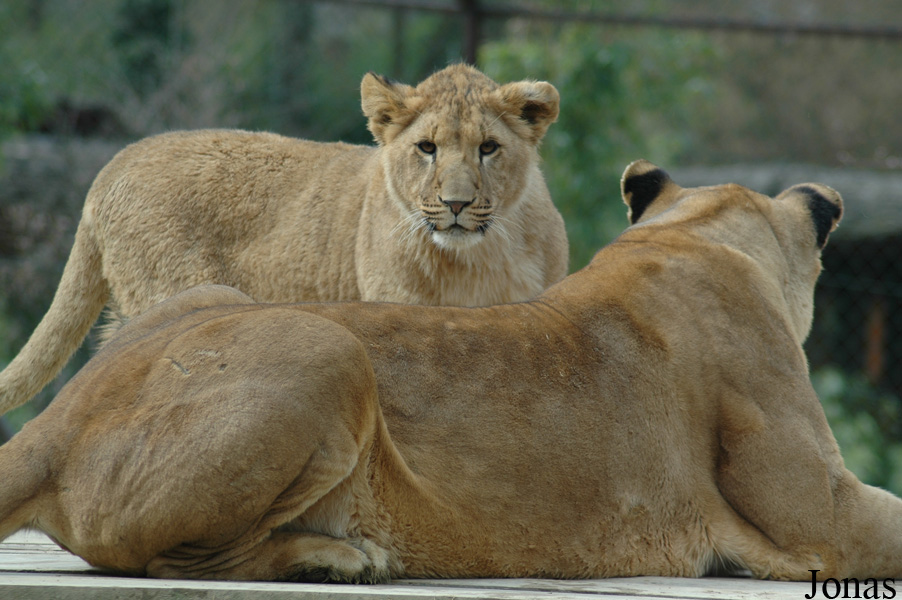 Panthera leo