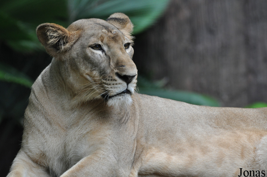 Panthera leo