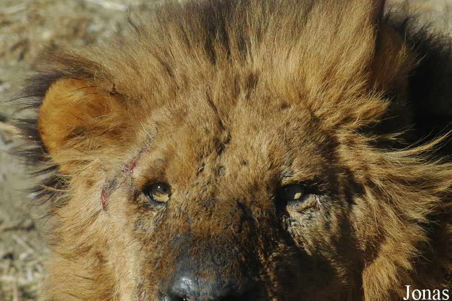 Panthera leo