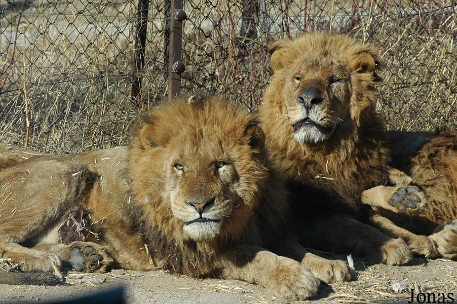 Panthera leo
