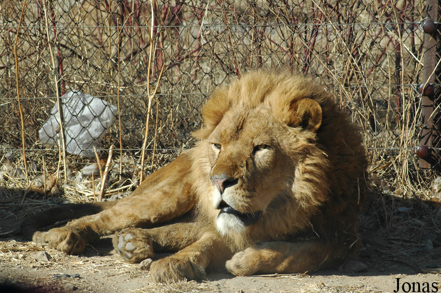Panthera leo