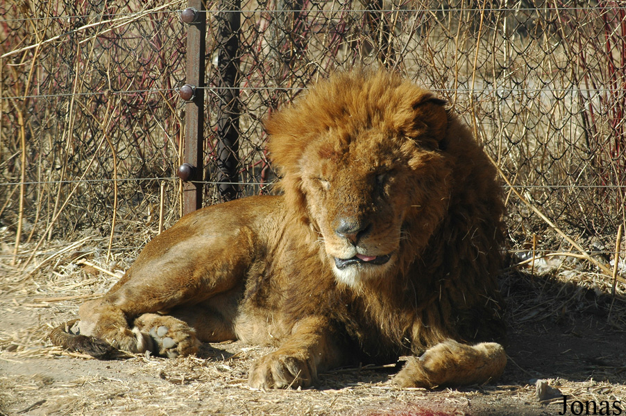 Panthera leo